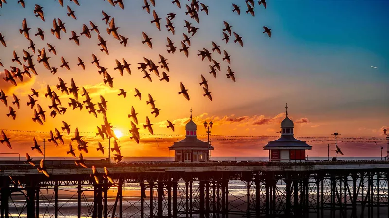 An old seaside pier, Blackpool at sunset with gentle waves below and a flock of birds silhouetted against a vibrant orange sky.