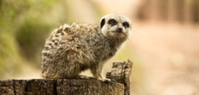 Offer image for: Shaldon Wildlife Trust - 20% discount