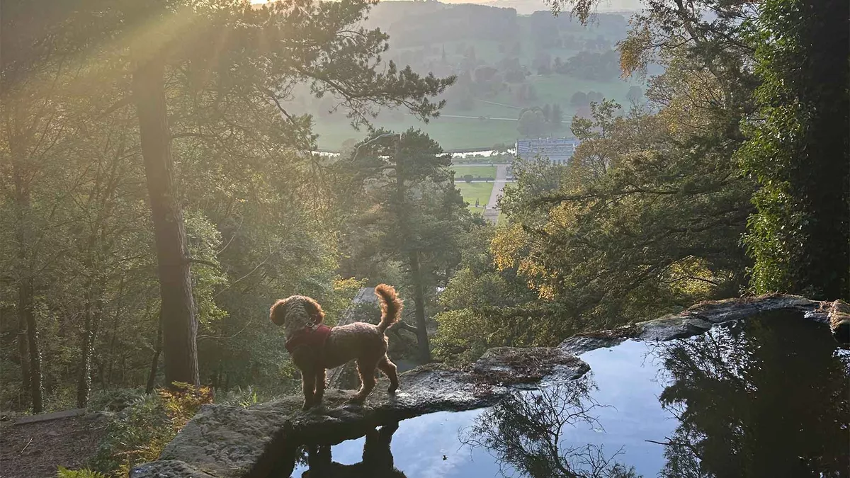A small dog facing out, on a wall beside a pond of water, looking out over the forest of tress with the sunlight breaking through