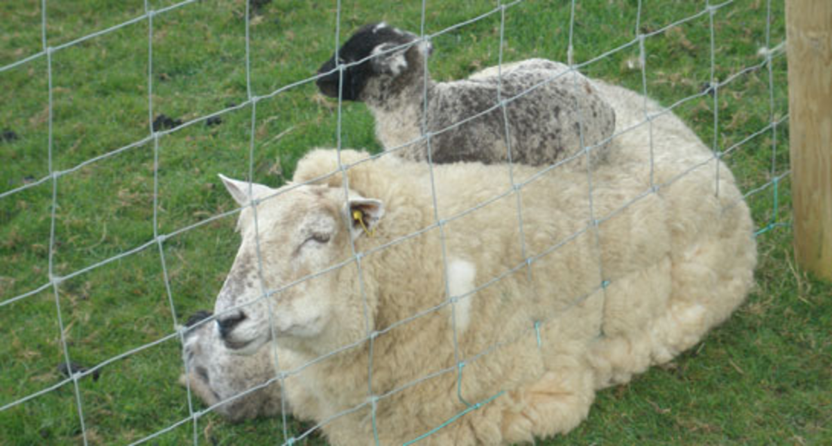 Moorhaven Farm, PL15 9RL, Launceston, Cornwall