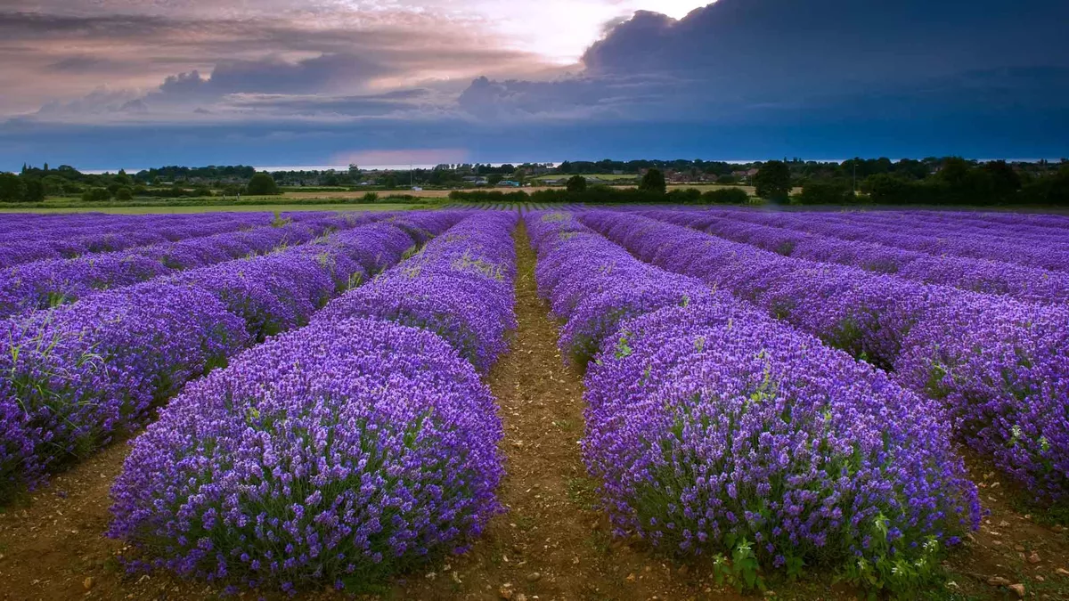 Bright purple mounds of lavender flowers cover the field under a lowering cloudy sky