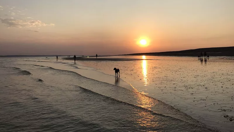 dogs playing on a beach at sunset