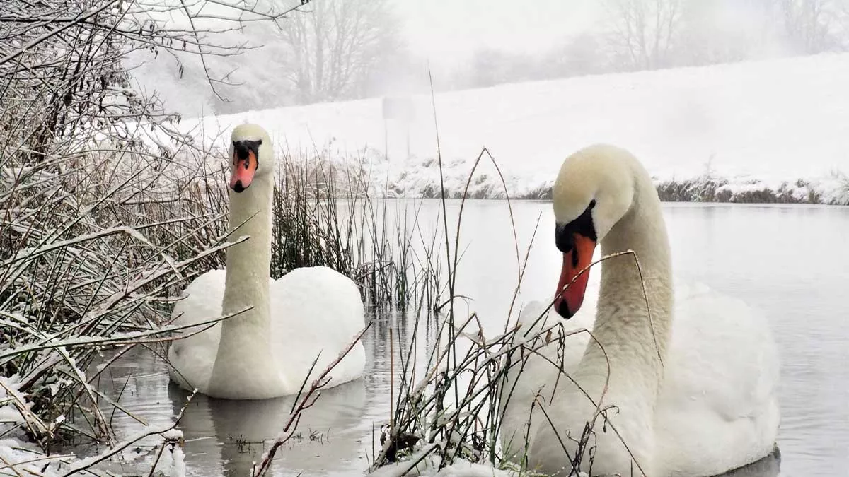 Two close up swans on the icy water amongst the river grasses covered in snow with a backdrop of a snow covered field at Campsall Country Park, Doncaster