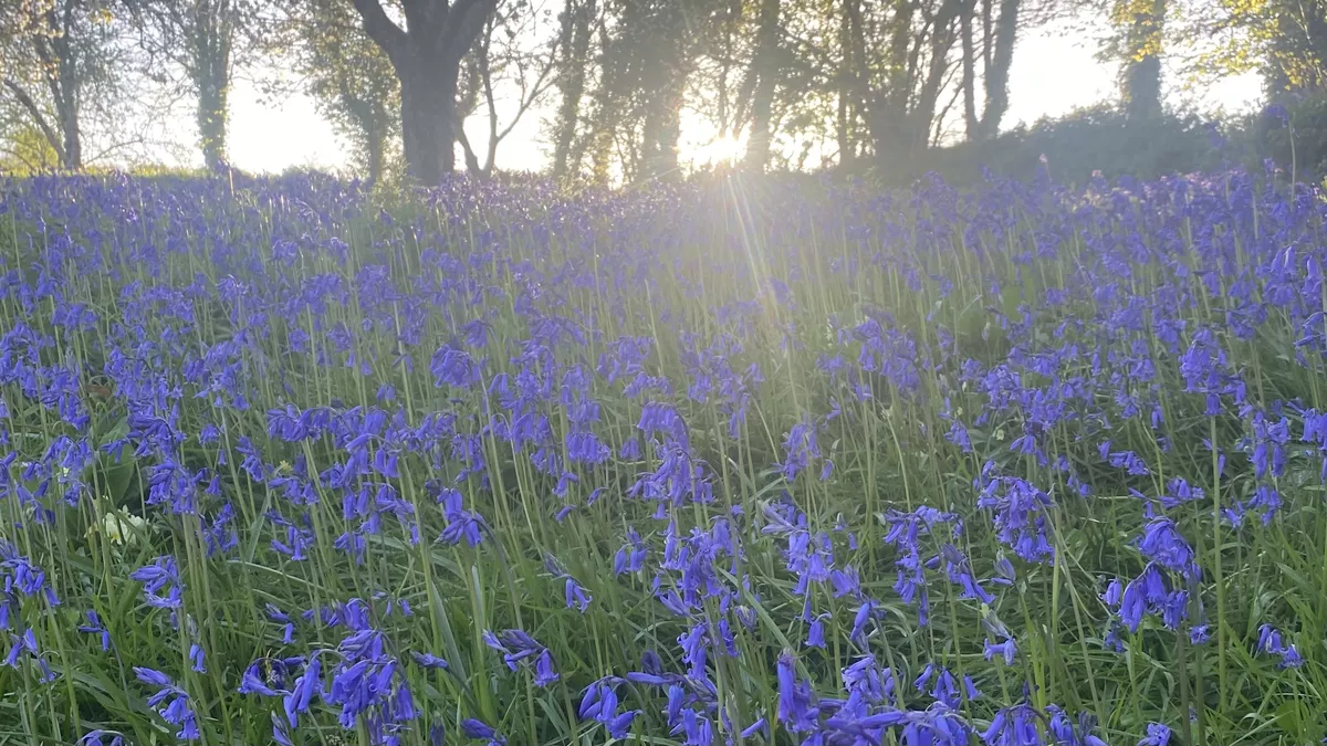 Penpol Farmhouse, TR3 6NW, Truro, Cornwall, CL owner, 2026, forest, bluebells, trees