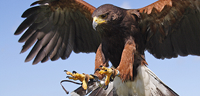 Offer image for: The British Bird of Prey Centre - 10% discount