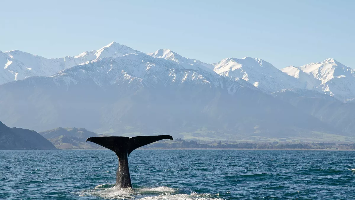 A large whale tail out of the water as the whale dives with large rocky snow capped mountains fading into the distance