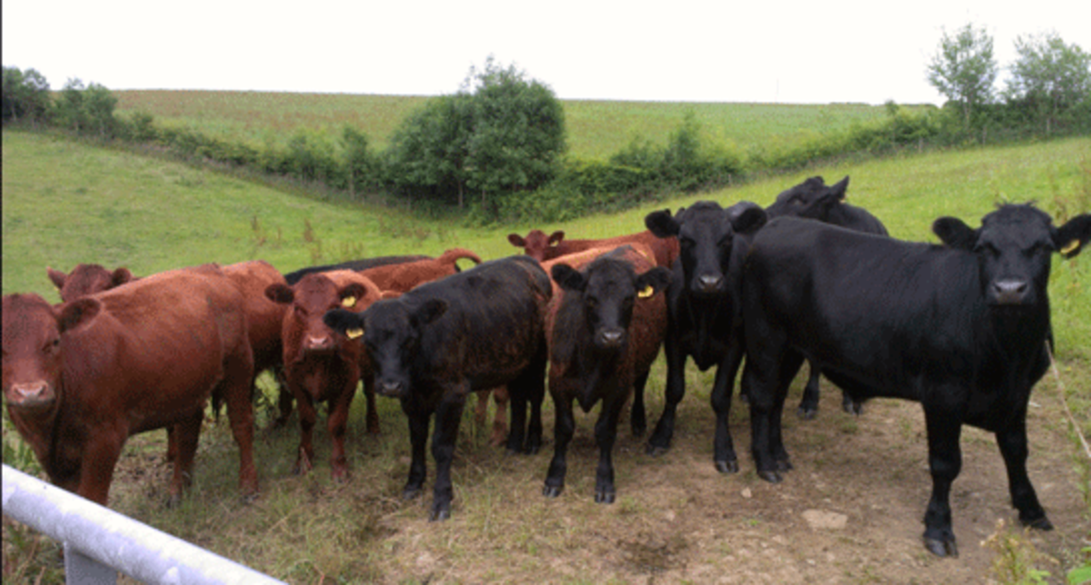 Chenson Farm, EX18 7LF, Chulmleigh, Devon