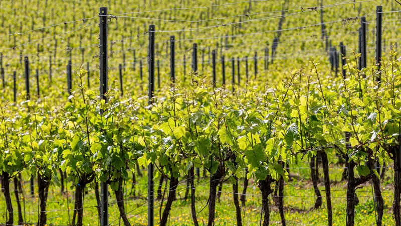 An abundance of vines in a Sussex vineyard, on a sunny early summer's day