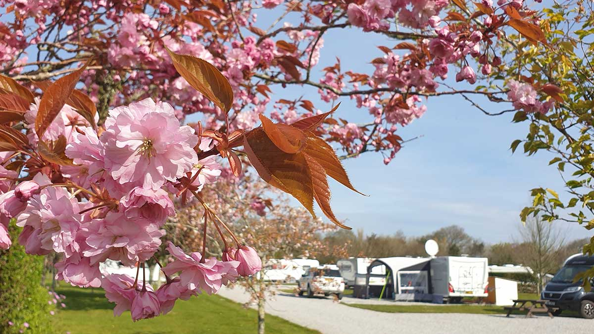 Cherry blossom with a caravan site in the background