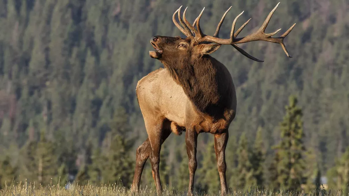 A close up view of a large elk with large antlers with blurry trees in the background.