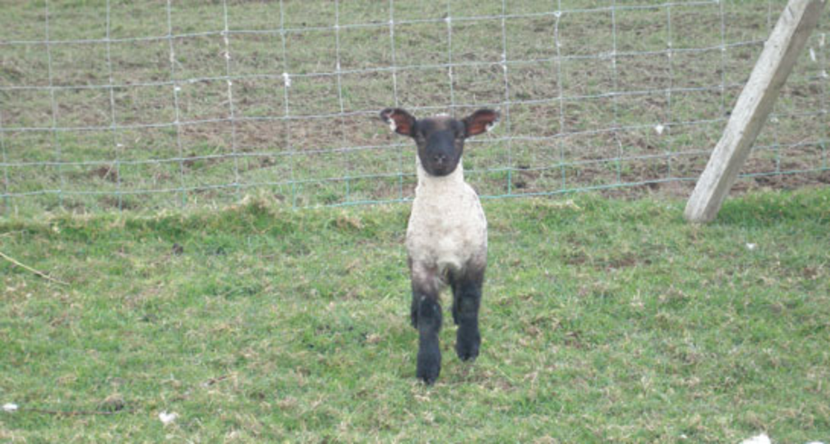 Moorhaven Farm, PL15 9RL, Launceston, Cornwall