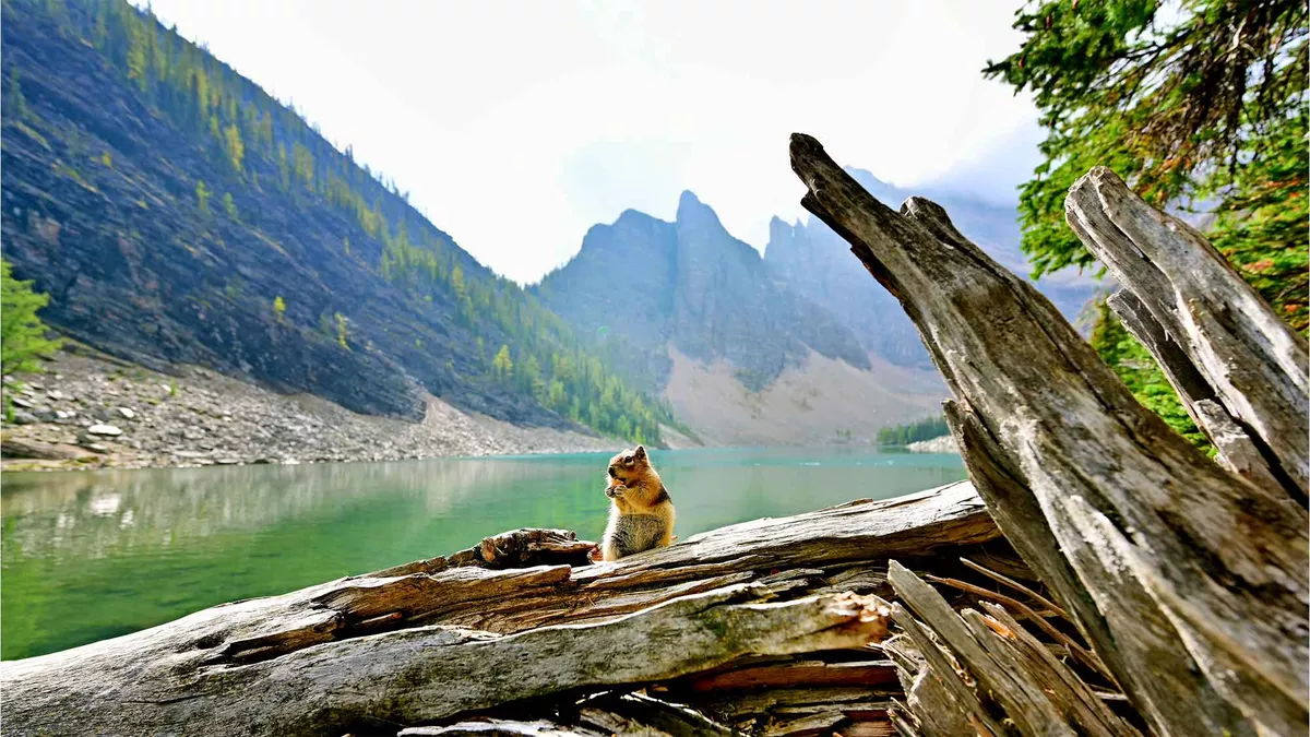 A view of Lake Agnes, Banff National Park, Canada. In the foreground perched on a fallen tree trunk is  a little  animal, with the water behind leading to the mountains covered in tall trees rising behind