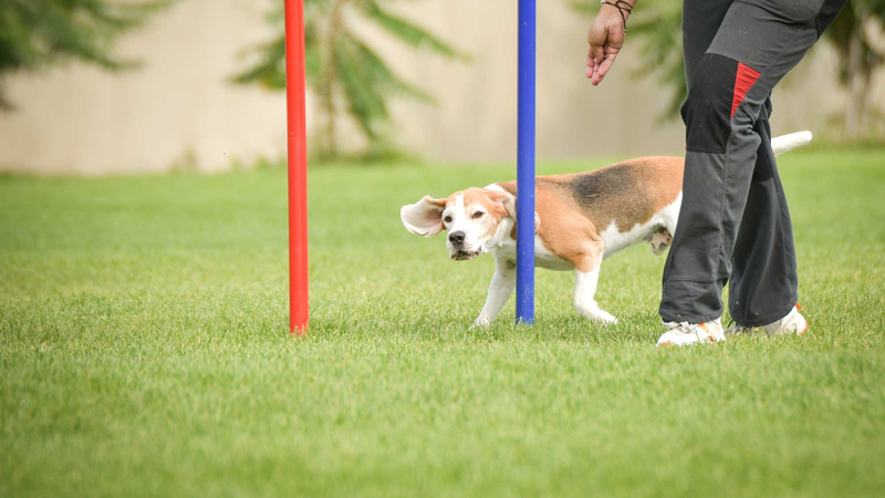 small dog runs through poles on an agility course
