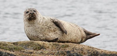 Offer image for: Cruise Loch Linnhe - 10% discount