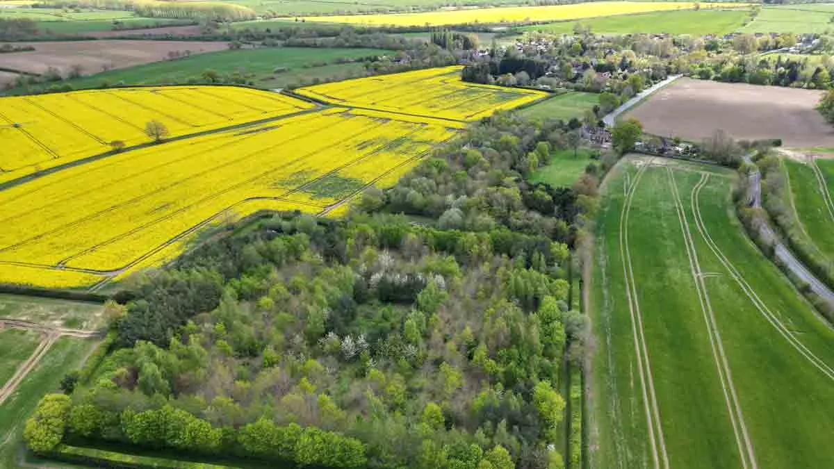 Stanwell Farm, IP14 4JA, Stowmarket, Suffolk, 2026, CL owner, aerial view, field, trees