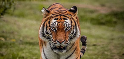 Offer image for: Lincolnshire Wildlife Park - 15% discount