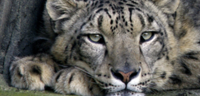 Offer image for: The Lakeland Wildlife Oasis - Child goes free