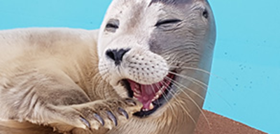Offer image for: Skegness Natureland Seal Sanctuary - 10% discount