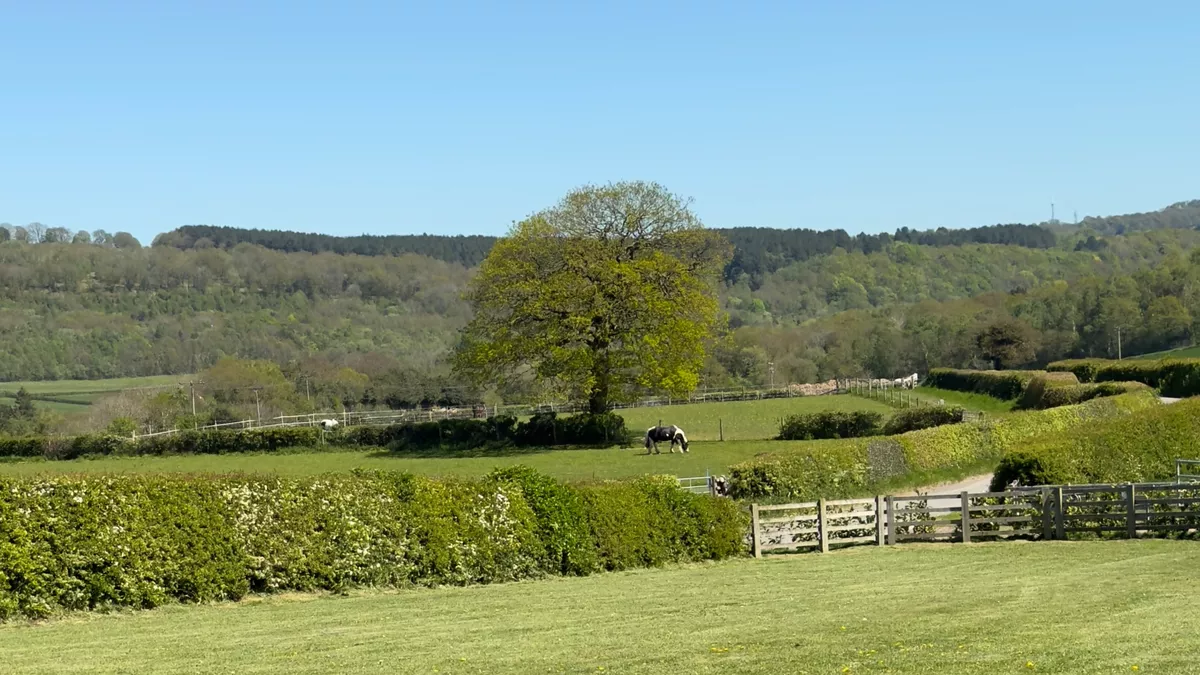 Elm Tree Farm, ST18 8TT, Dronfield, Derbyshire, CL owner, 2026, field, trees, grass