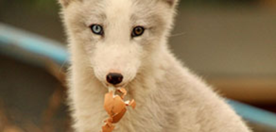 Offer image for: Ark Wildlife Park - 20% discount