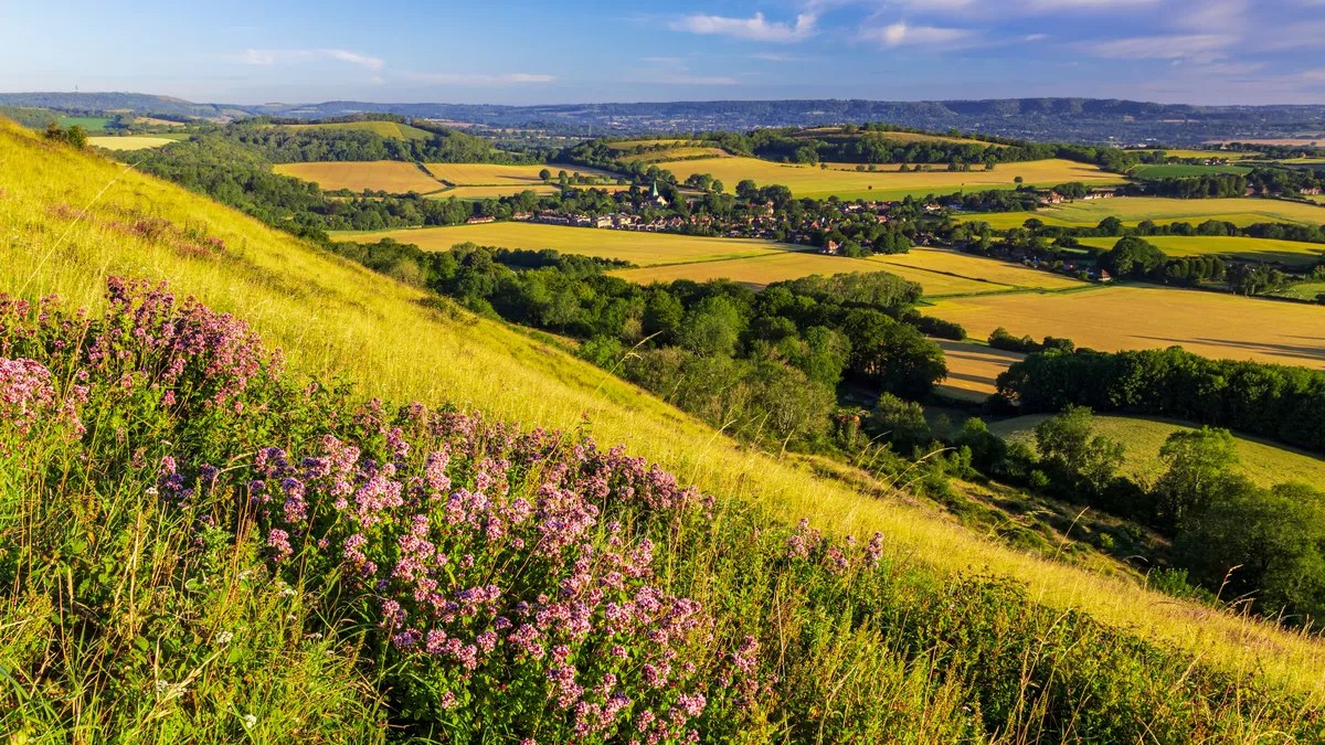 Rolling fields with wildflowers in foreground and blue sky in distance