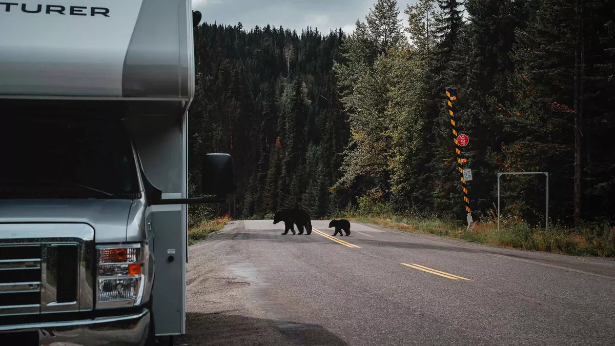 Motorhome parked at the side of the road surrounded by tall trees with bears crossing the road behind 
