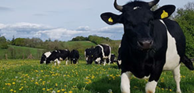 Offer image for: Wicton Farm - Wild Cow Experience - 10% discount