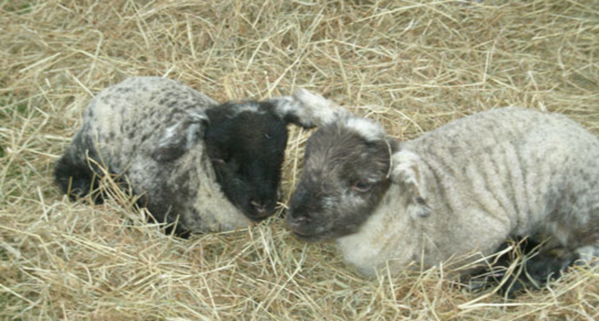 Moorhaven Farm, PL15 9RL, Launceston, Cornwall