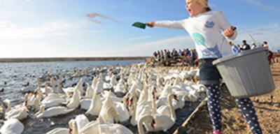 Offer image for: Abbotsbury Swannery - 20% discount