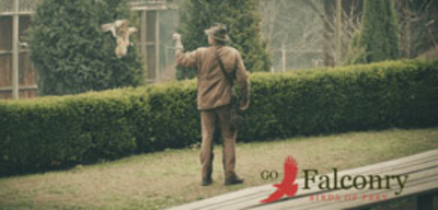 Offer image for: Go Falconry - Hardwicke, Gloucestershire - 10% discount