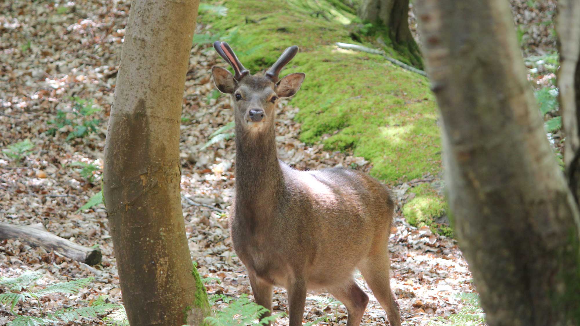 a young deer looks directly at the camera between tree trunks