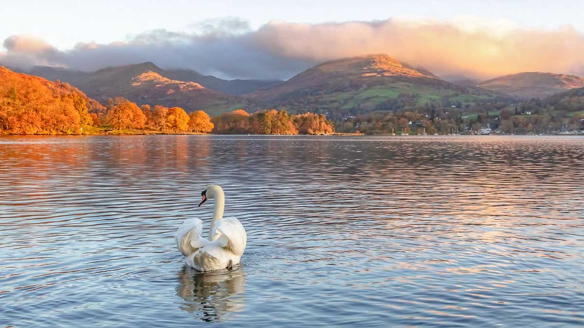 Swan swimming on a lake