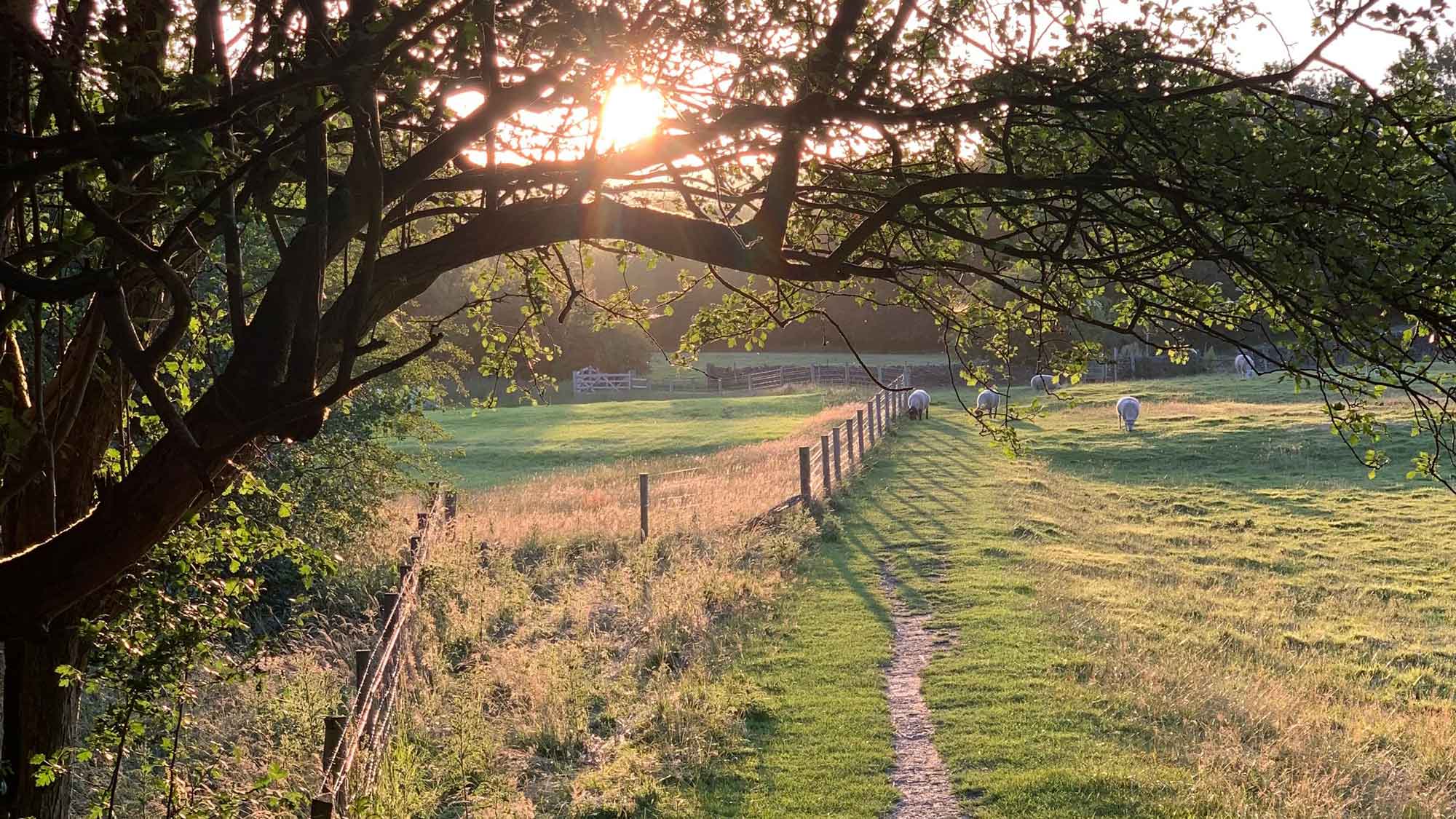 Sun setting over field