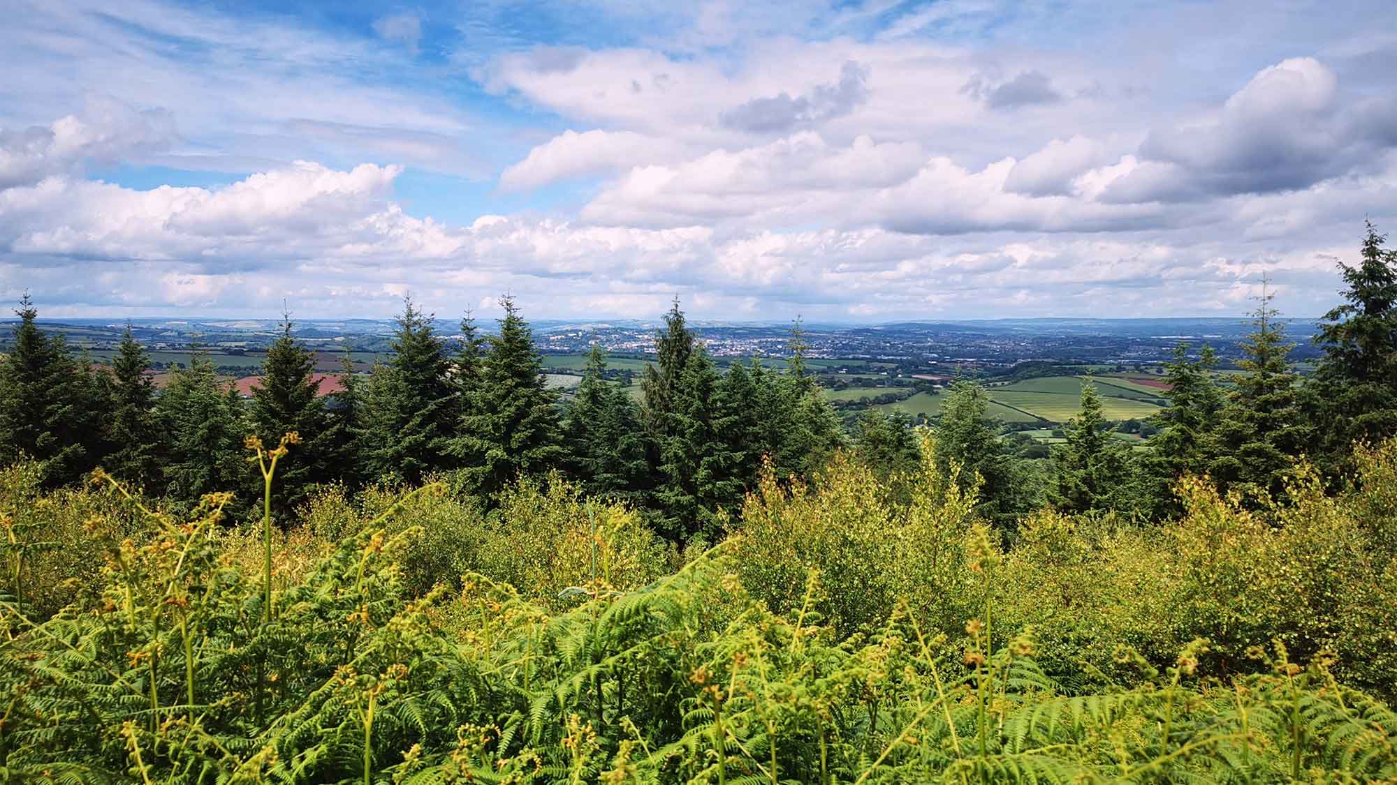 Looking out of the large trees below of Haldon Forest and the valley below