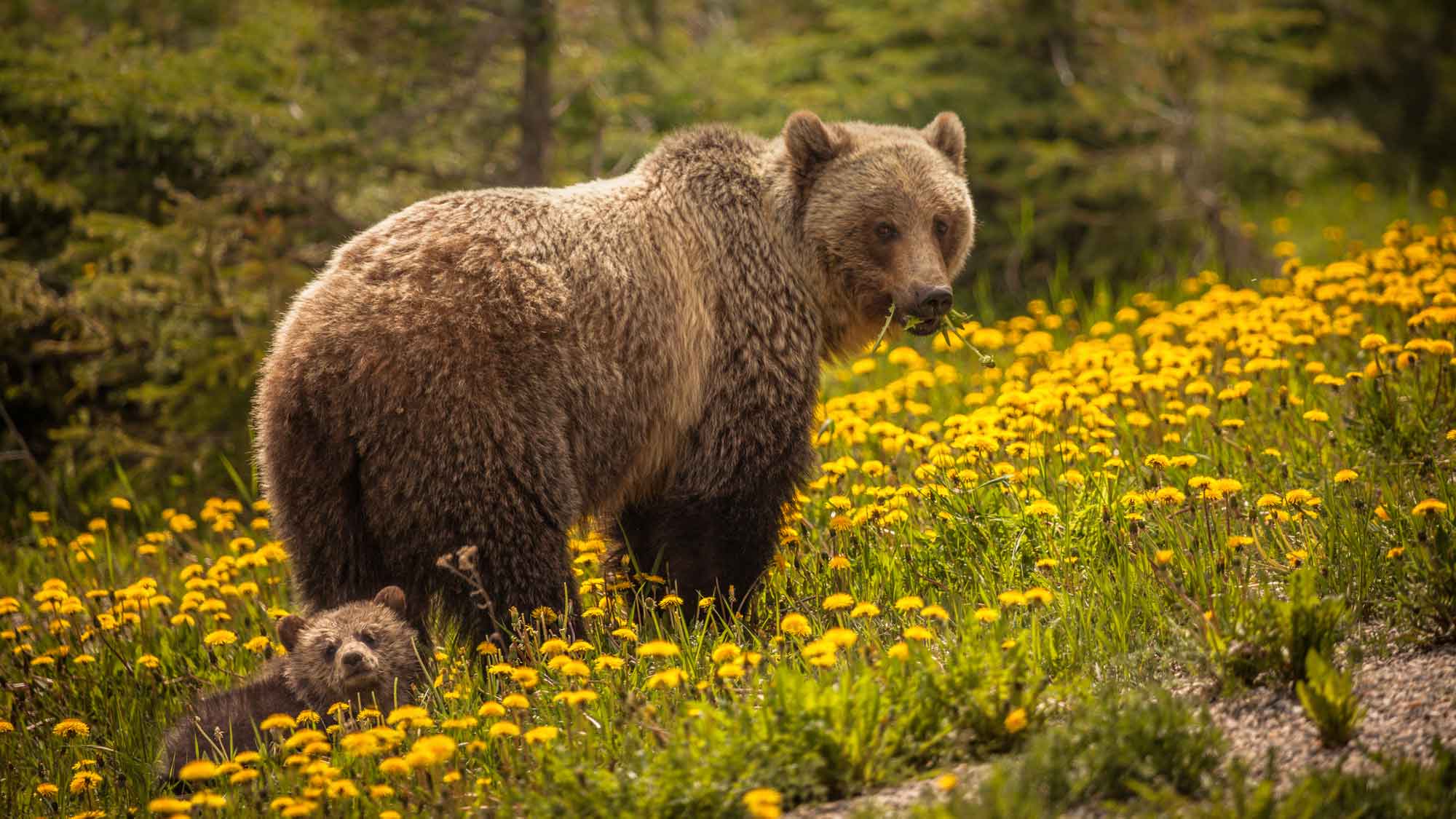 Big brown bear and cub amongst the yellow flowers at Jasper National Park Canada