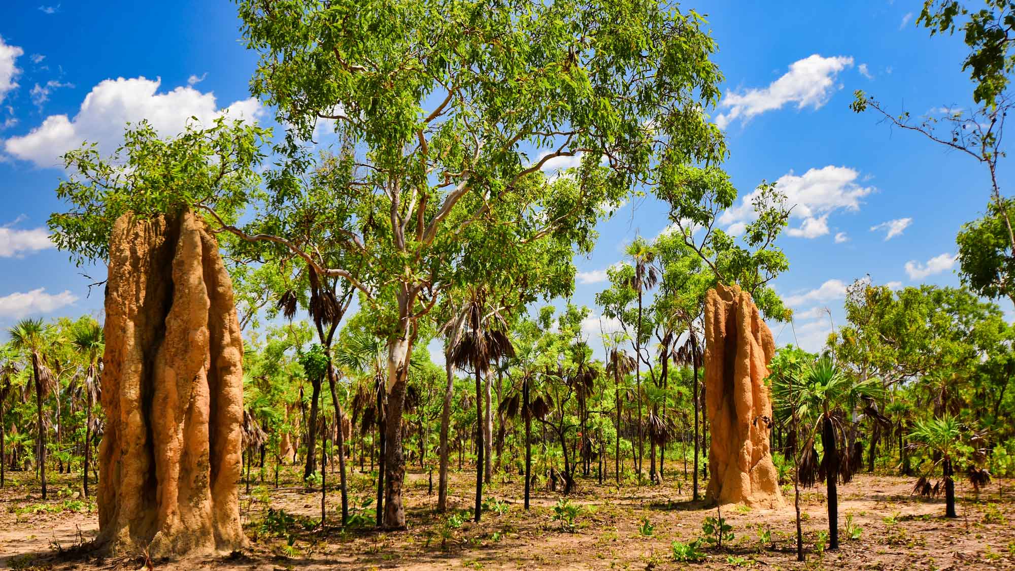Termite mounds amongst the trees under a bright blue sky   in Llitchfield National Park Australia