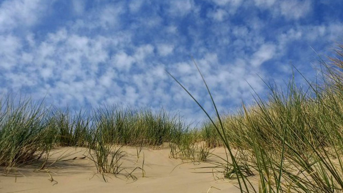 Blue sky over sand dunes dotted with vivd green grasses