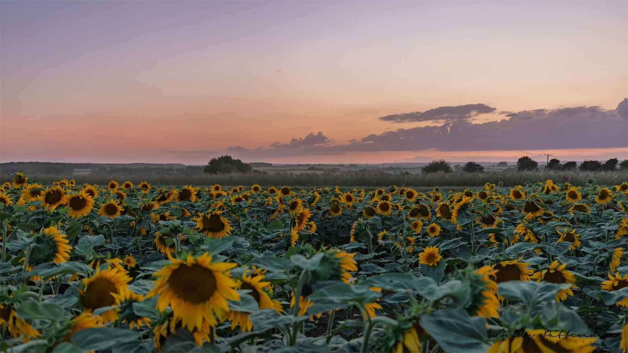 A field of sunflowers under a sunset sky