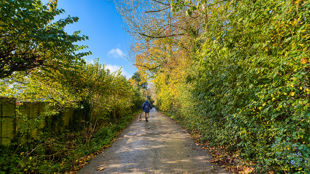 Dog walk off site from Cheddar Club Campsite