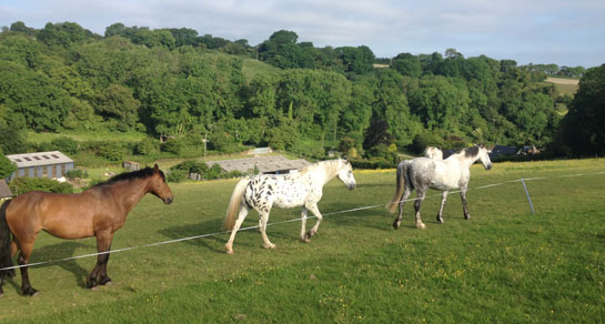 Rose Coombe Farm, EX13 8SY, Seaton, Devon