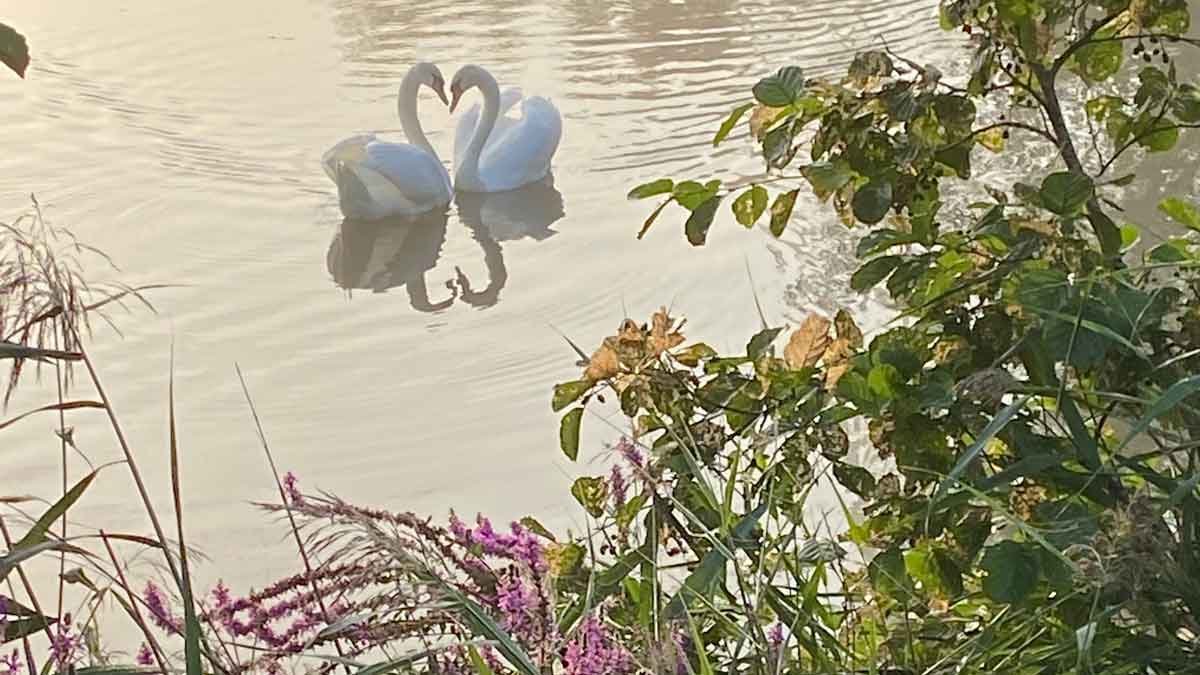 swans facing each other on a clear lake in the early evening light