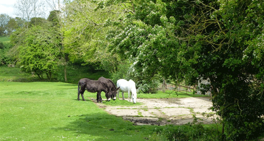 Hempstead Hall, NR25 6TN, Holt, Norfolk