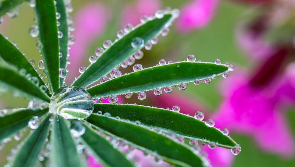 Close up photo of water droplets on leaves with pink flowers in background