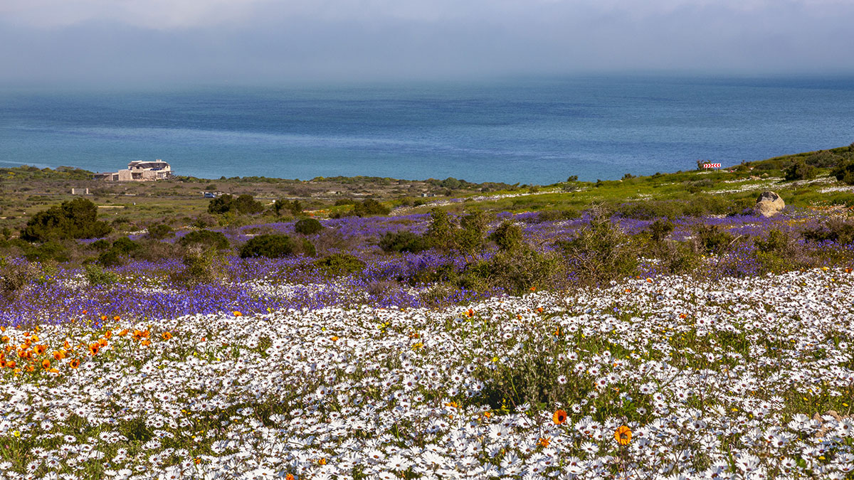 Shutterstock photo of wild flowers at Langebaan