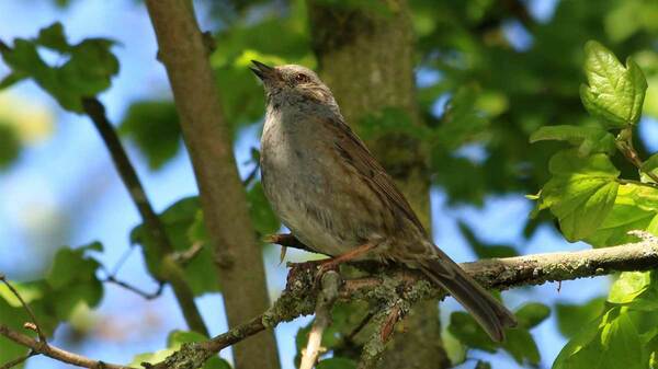Bird sitting in a tree