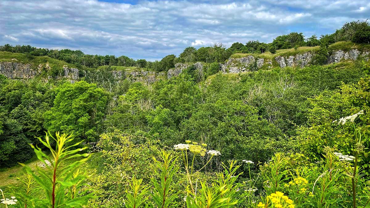 Scenic picture of green trees, bushes and grass