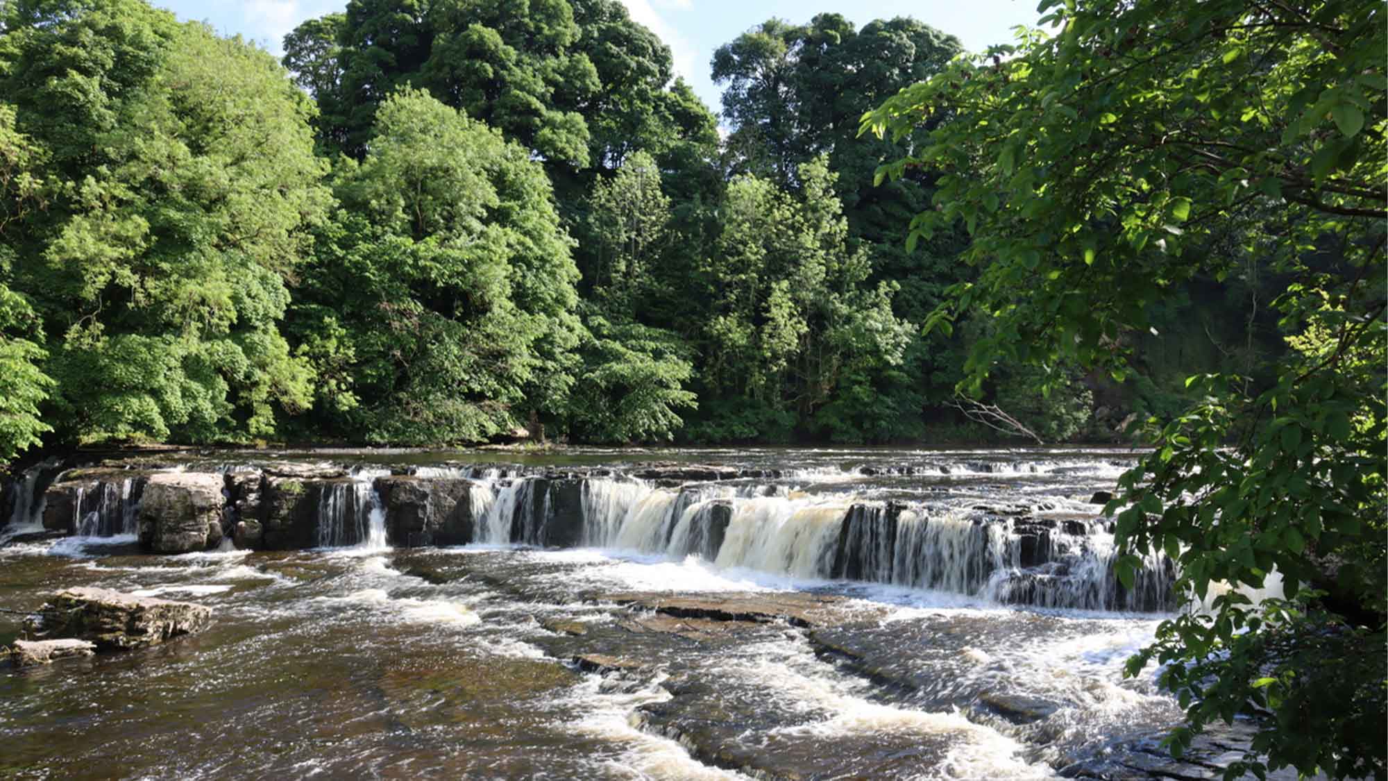 A wide low waterfall surrounded by tall green trees