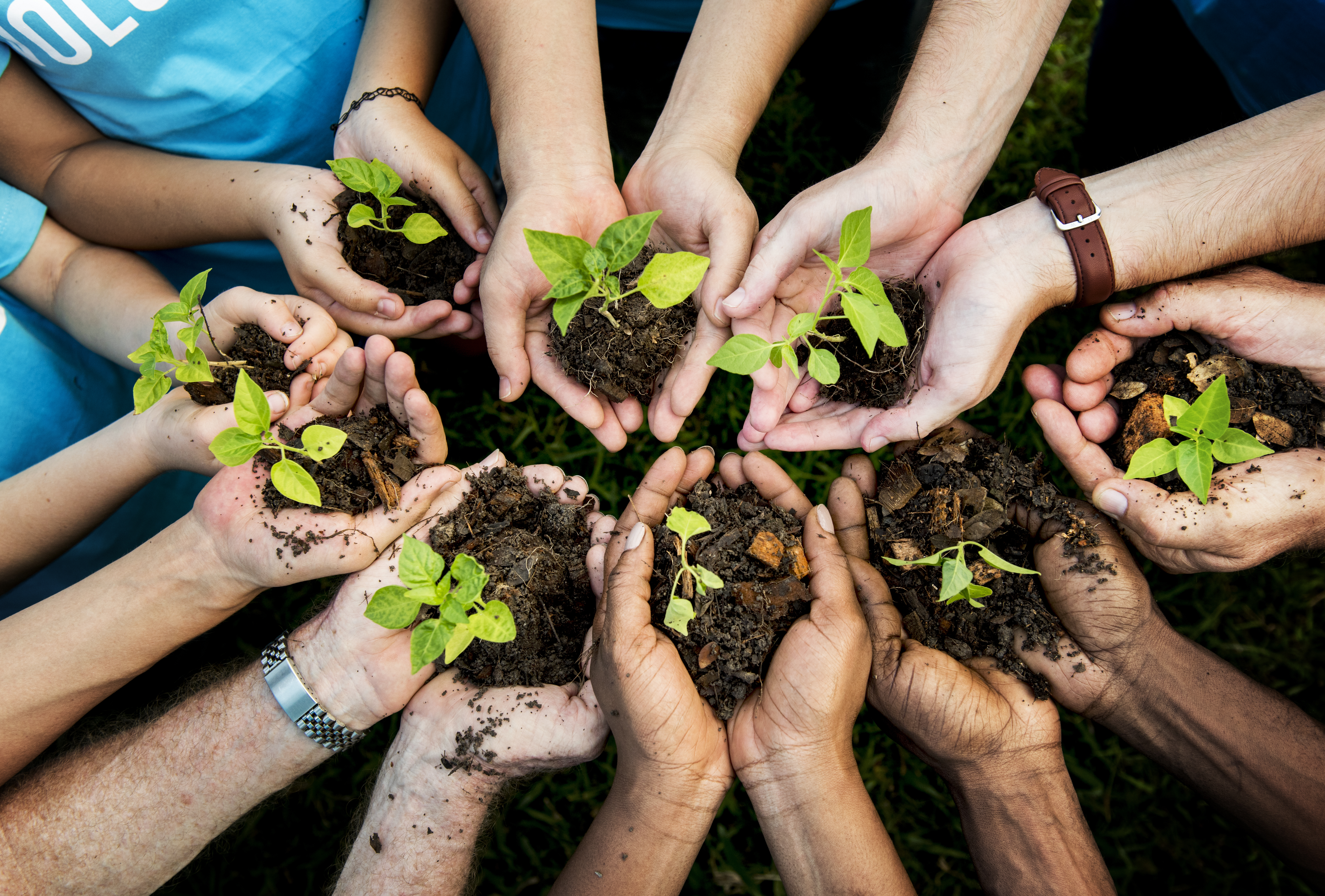 tree planting, trees, queens green canopy