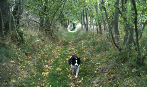 Springlee, TD6 9DU, Melrose, Scottish Borders, Scotland