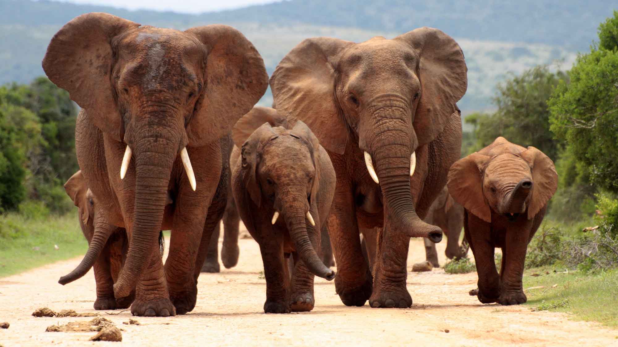 Two stunning but elephants with two younger elephants waling alongside each other on the dusty road at Addo Elephant National Park South Africa.